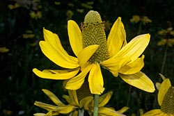 rudbeckia californica thumbnail graphic